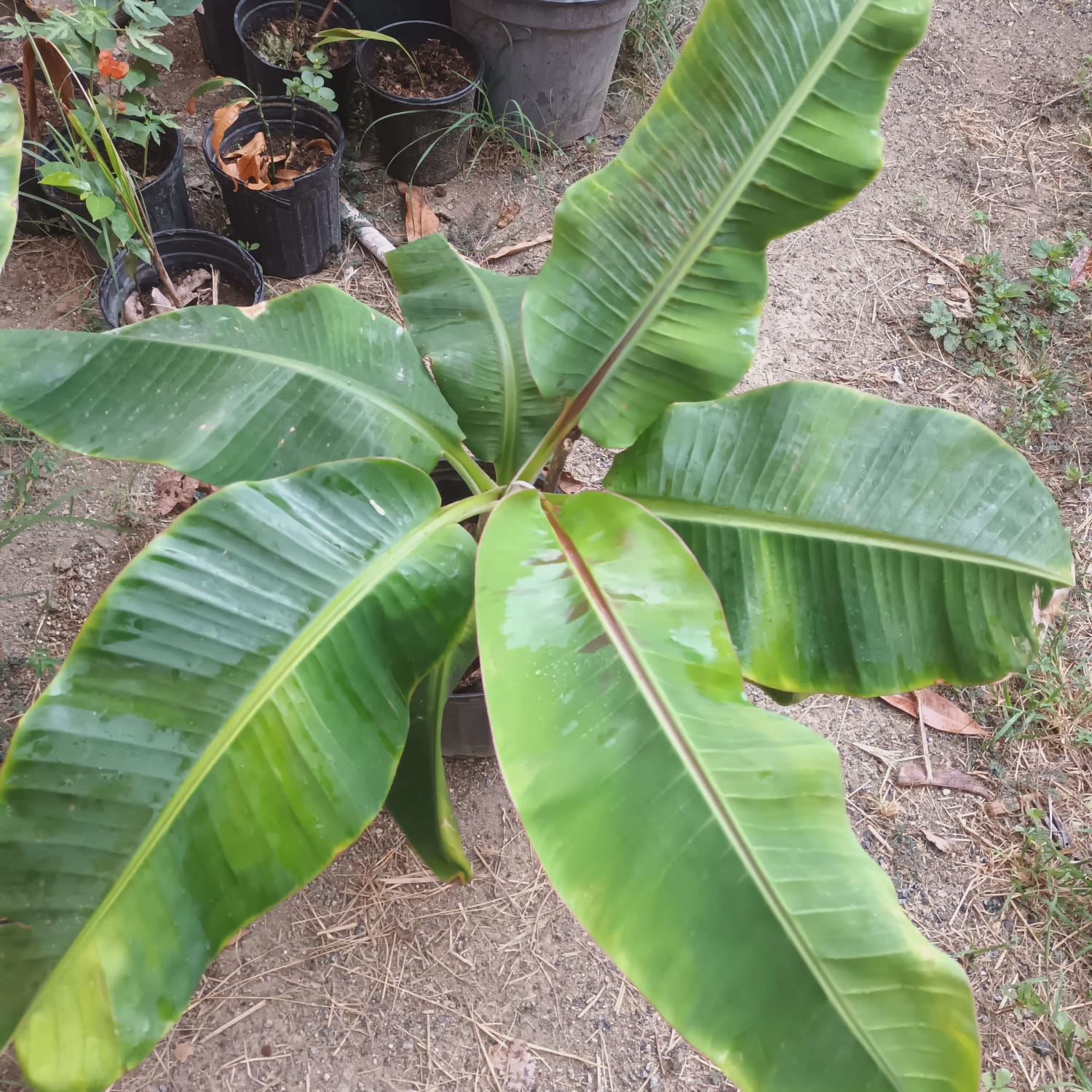 Gardening services