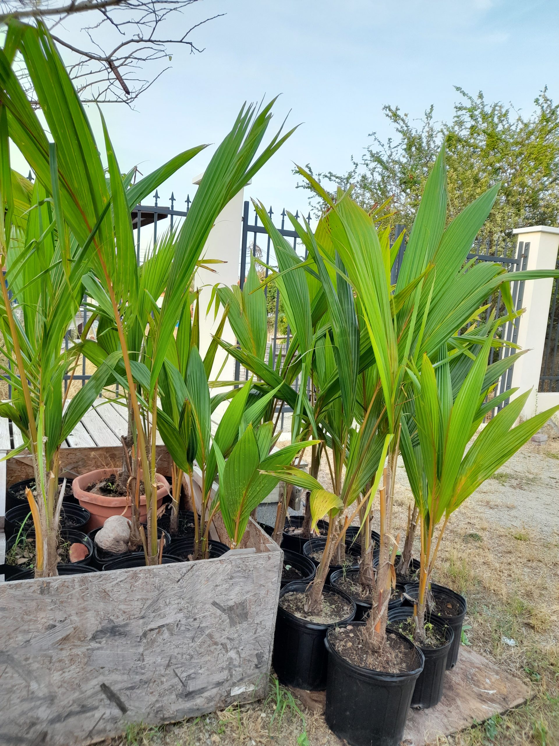 Fruit plant for sale