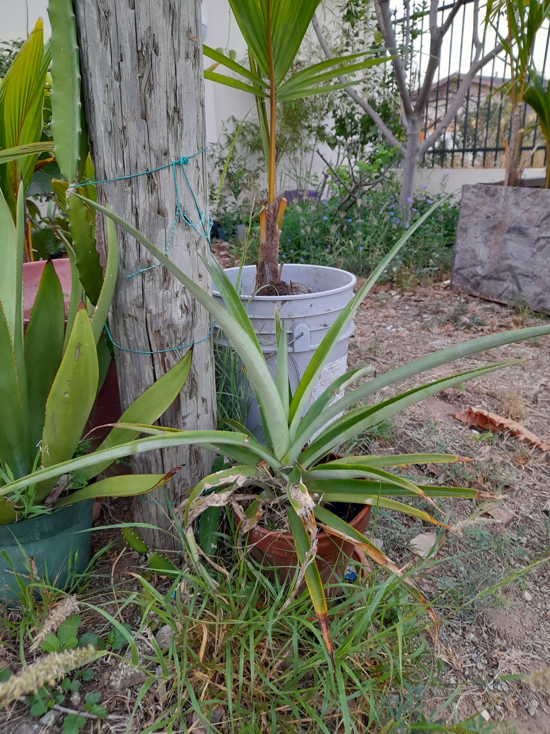 Fruit plant for sale