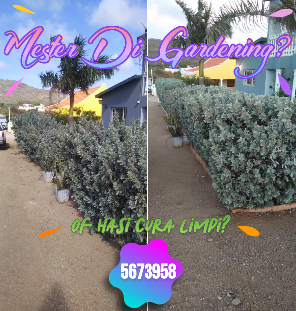 Gardening, Chapi, Trim mata, Corta yerba cu machine etc