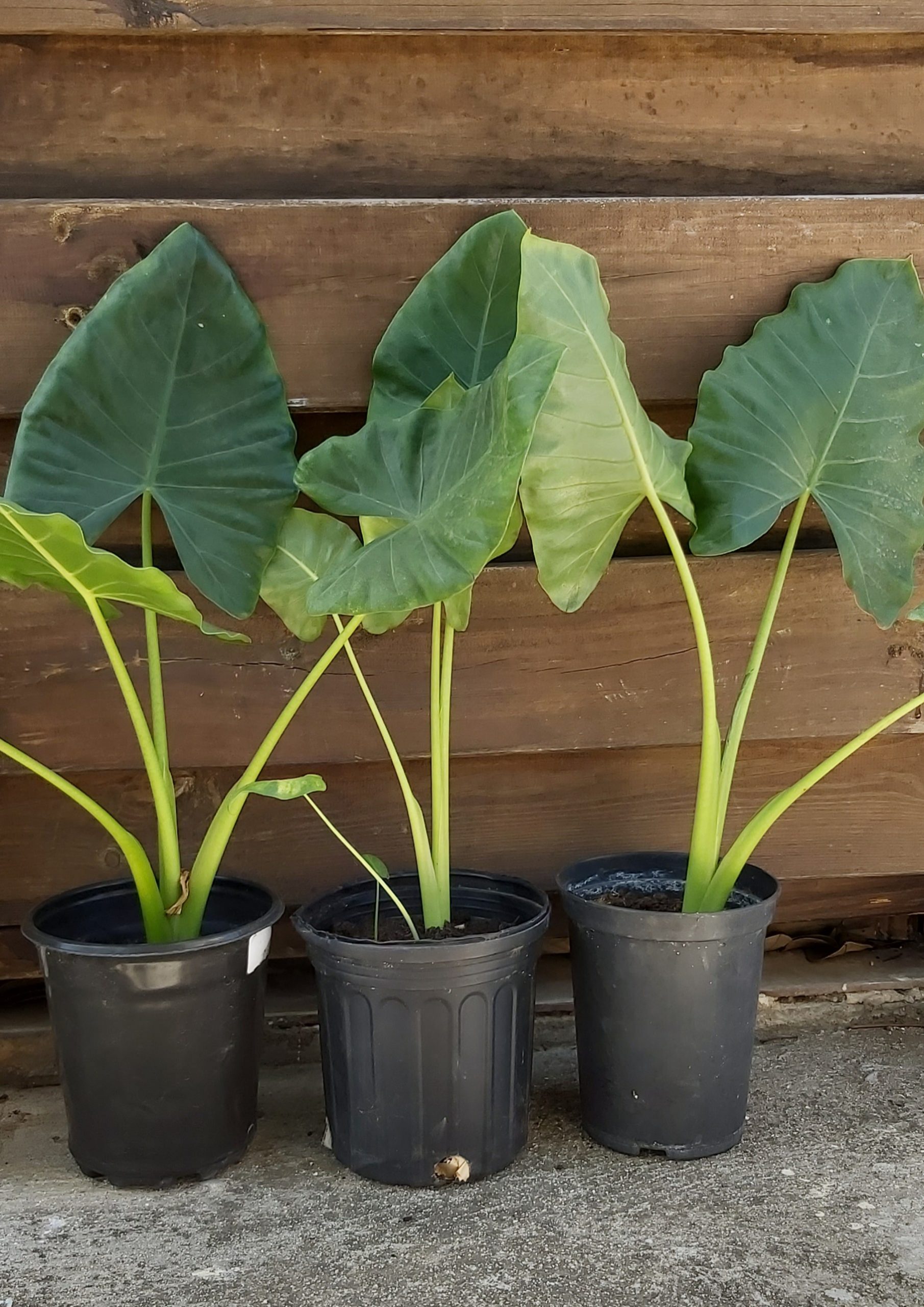 Plants