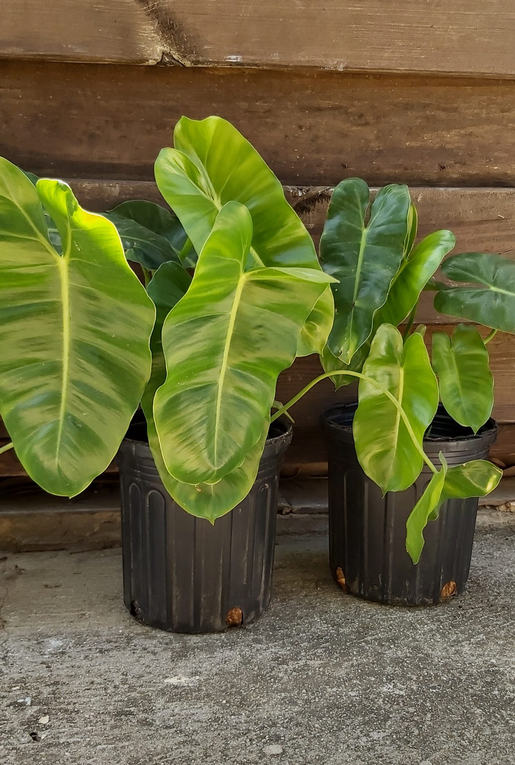 Plants