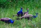 African Grey Parrots For Sale & waterfowl, guinea fowl