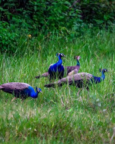 African Grey Parrots For Sale & waterfowl, guinea fowl