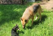 German shepherd puppies for adoption and rehoming near you