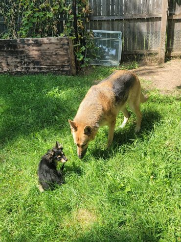 German shepherd puppies for adoption and rehoming near you