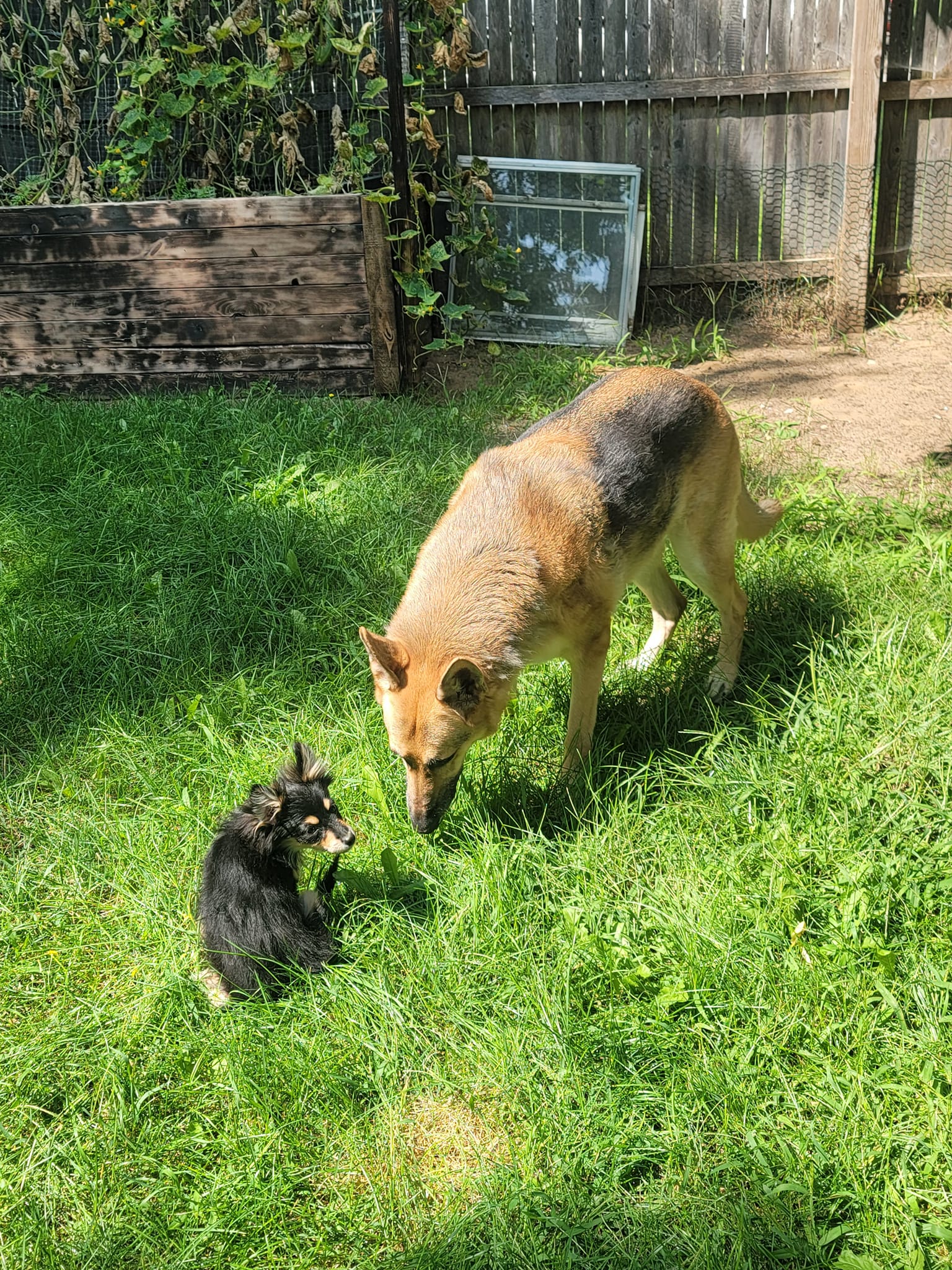 German shepherd puppies for adoption and rehoming near you