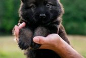 German shepherd puppies for adoption and rehoming near you