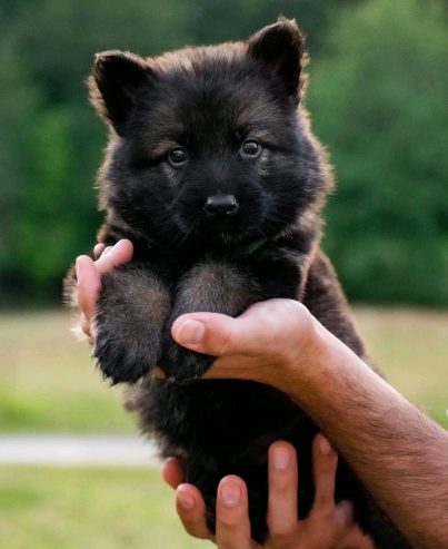 German shepherd puppies for adoption and rehoming near you