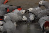 African Grey Parrots For Sale & waterfowl, guinea fowl