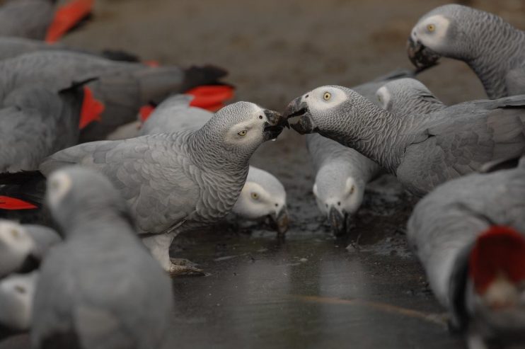 African Grey Parrots For Sale & waterfowl, guinea fowl