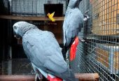 African Grey Parrots For Sale & waterfowl, guinea fowl