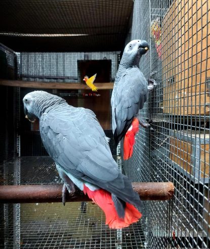 African Grey Parrots For Sale & waterfowl, guinea fowl