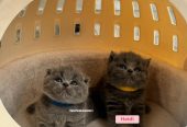 Shorthair kittens for sale – Available Shorthair kittens