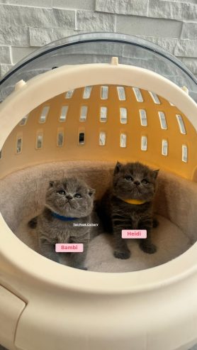 Shorthair kittens for sale – Available Shorthair kittens