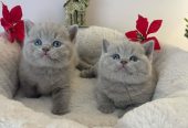 Shorthair kittens for sale – Available Shorthair kittens