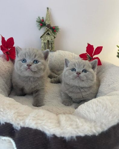 Shorthair kittens for sale – Available Shorthair kittens